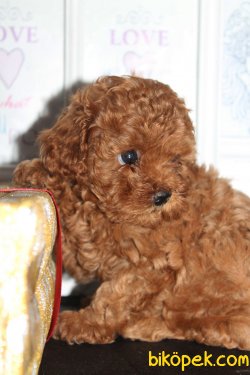 ORJİNAL TOY POODLE BEBEKLER 3