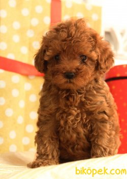 ORJİNAL TOY POODLE BEBEKLER 1
