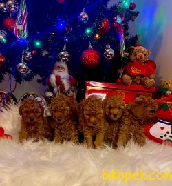 ORJİNAL TOY POODLE BEBEKLER 1