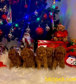 ORJİNAL TOY POODLE BEBEKLER 3