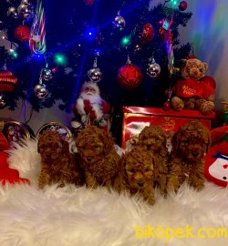 ORJİNAL TOY POODLE BEBEKLER 2