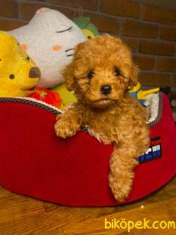 ORJİNAL TOY POODLE BEBEKLER 2