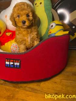 ORJİNAL TOY POODLE BEBEKLER 3