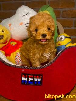 ORJİNAL TOY POODLE BEBEKLER 1