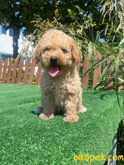 Orjinal Toy Poodle Bebekler 2