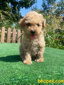 Orjinal Toy Poodle Bebekler 3