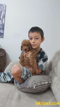 Orjinal Toy Poodle Bebekler 3