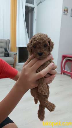 Orjinal Toy Poodle Bebekler 5