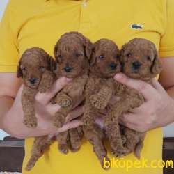 Orjinal Toy Poodle Bebekler 2