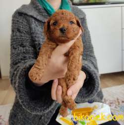 Orjinal Toy Poodle Bebekler 1