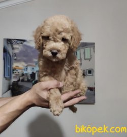 Orjinal Toy Poodle Bebeklerimiz 3