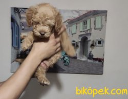Orjinal Toy Poodle Bebeklerimiz 2