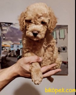 Orjinal Toy Poodle Bebeklerimiz 1