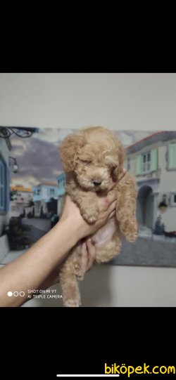 Orjinal Toy Poodle Bebeklerimiz 5