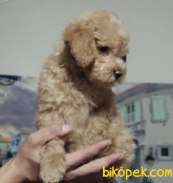 Orjinal Toy Poodle Bebeklerimiz 4
