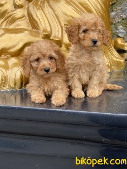 Orjinal Toy Poodle Bebeklermiz Gerçek Fotoğraflar 3