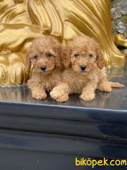 Orjinal Toy Poodle Bebeklermiz Gerçek Fotoğraflar 1