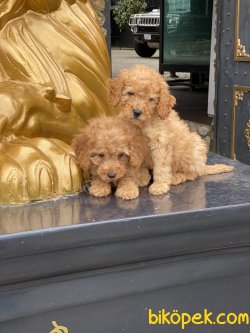 Orjinal Toy Poodle Bebeklermiz Gerçek Fotoğraflar 2