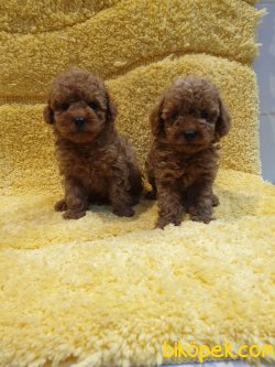 Orjinal Toy Poodle Bebeklermiz Red ,siyah ,beyaz Veya Apricot 2
