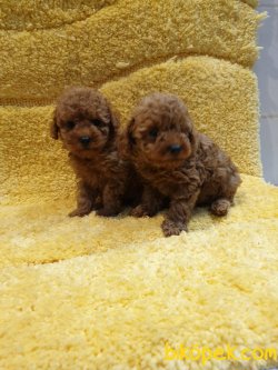 Orjinal Toy Poodle Bebeklermiz Red ,siyah ,beyaz Veya Apricot 4