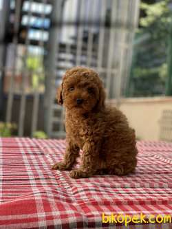 ORJİNAL TOY POODLE DİŞİ YAVRUMUZ GELMİŞTİR 3