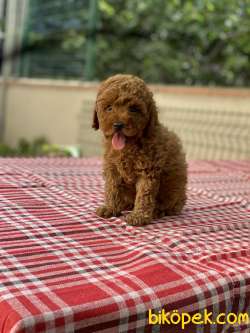 ORJİNAL TOY POODLE DİŞİ YAVRUMUZ GELMİŞTİR 2