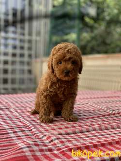 ORJİNAL TOY POODLE DİŞİ YAVRUMUZ GELMİŞTİR 1