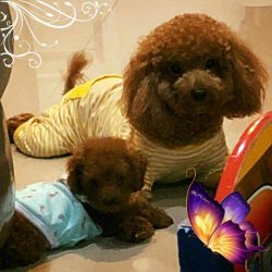 Orjinal Toy Poodle Eğitimli 3