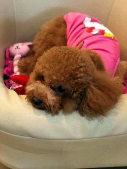 Orjinal Toy Poodle Eğitimli 2