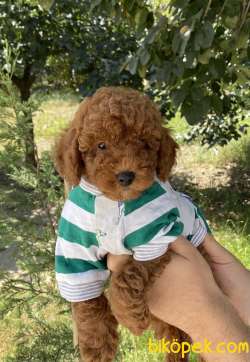 Orjinal Toy Poodle Pasaportlu Yavrular 1