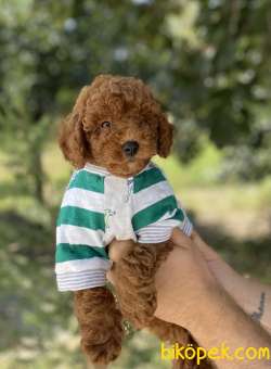 Orjinal Toy Poodle Pasaportlu Yavrular 2