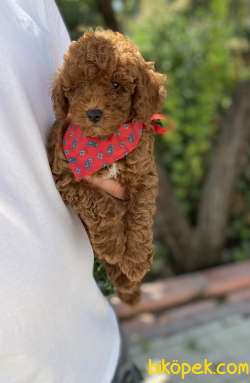 Orjinal Toy Poodle Pasaportlu Yavrular 3