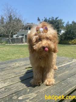 Orjinal Toy Poodle Yavrular 2
