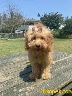 Orjinal Toy Poodle Yavrular 1