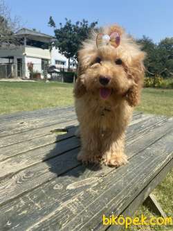 Orjinal Toy Poodle Yavrular 3