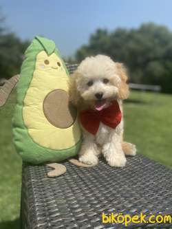 Orjinal Toy Poodle Yavrular 2