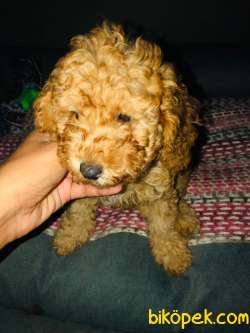 Orjinal Toy Poodle Yavrular 3