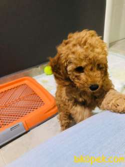 Orjinal Toy Poodle Yavrular 4
