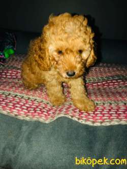 Orjinal Toy Poodle Yavrular 2
