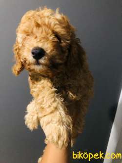 Orjinal Toy Poodle Yavrular 1