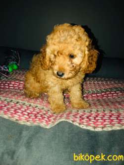 Orjinal Toy Poodle Yavrular 5