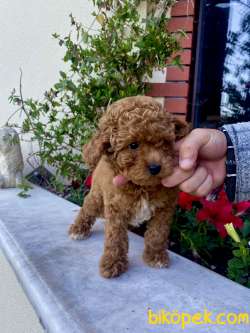 Orjinal Toy Poodle Yavrular 2