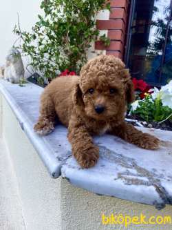 Orjinal Toy Poodle Yavrular 3