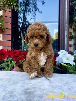 Orjinal Toy Poodle Yavrular 1