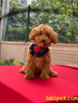 Orjinal Toy Poodle Yavrular 3