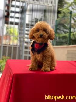 Orjinal Toy Poodle Yavrular 2