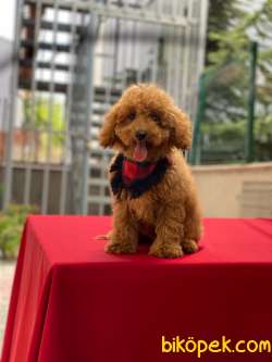 Orjinal Toy Poodle Yavrular 1