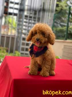 Orjinal Toy Poodle Yavrular 4