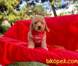 Orjinal Toy Poodle Yavrular 2