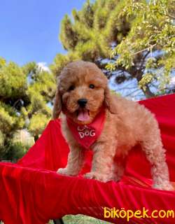 Orjinal Toy Poodle Yavrular 3